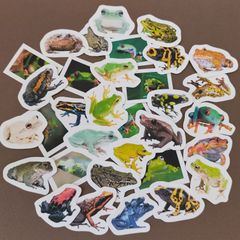 【商品番号SD】　カエルのフレークシール　両生類　蛙　シール