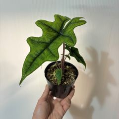 芋】 アロカシア ジャックリン 斑入り - メルカリ