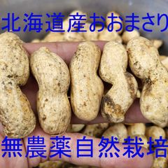 北海道産 大粒落花生 おおまさり 糖度20以上  自然栽培　箱込み2kg