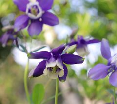 オダマキ　種30粒