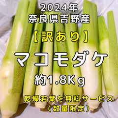 【訳あり・最終販売】マコモダケ（マコモタケ）約１．８Kg以上　☆栽培期間中農薬不使用　☆マコモの乾燥若葉を数量限定で無料サービス実施中　☆吉野川（奈良県）の清流で育った真菰のめぐみ
