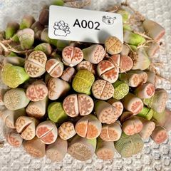 再入荷 リトープス 100個　セット 多肉植物　抜き苗　メルカリ便　A002