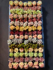 ✨ローズアイスプラム✨ ランダム配送 カット苗 寄せ植え 多肉植物 楽天市場】生産者直送！多肉カット苗（15個）とセダム1苗 寄せ