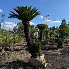 極太幹】ワシントンヤシ - メルカリ