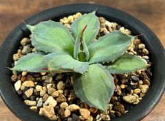 Agave /アガベ パリー ホーチエンシス 吉祥天錦 発根済み 送料込み
