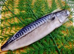 送料込み！！さば文化干（原料原産地　ノルウェー）5枚