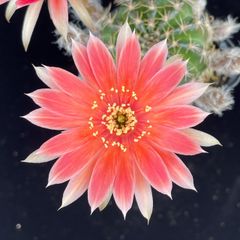 花サボテン ロビビア交配種(69055)