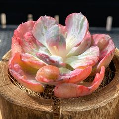 新入荷 大人気 多肉植物 エケベリア ブラックマディバ 大株 1苗