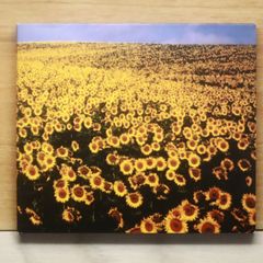 国内盤CD☆エスケーイー フォーティーエイト/SKE48□ SKE48