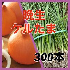 晩生種玉ねぎ苗‼️ケル玉300本‼️締まりが良く長期保存可能‼️