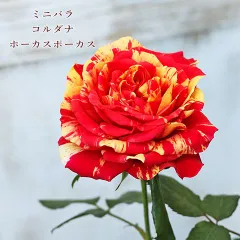 2025年最新】コルダナ 薔薇の人気アイテム - メルカリ