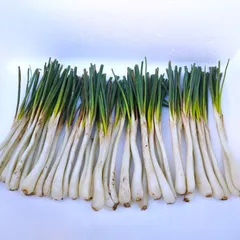 お試し！沖縄県産 島らっきょう　500グラムのサムネイル