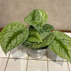 楽天市場】スキンダプサス（サイズ（植木鉢）4 ～ 6号）の通販