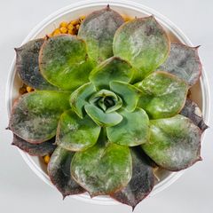 新入荷