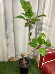 アルテシーマゴム A32 ゴムの木 幹曲がり樹形 7号鉢 現物販売 室内 インテリア 観葉植物