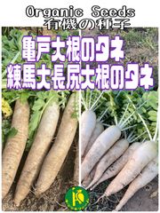 亀戸大根の種子40粒と練馬大長尻大根の種40粒  有機の種子セット