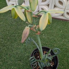観葉植物アルブカ　スピラリス　フリズルシズル
