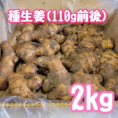 種生姜小(110g前後)2kg