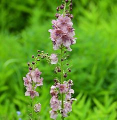 バーバスカム　種50粒　花の種