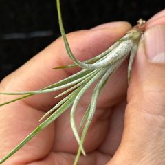 ミニ株＊ チランジア バルトラミー Tillandsia bartramii＊エアプランツ＠フラワーショップ江口