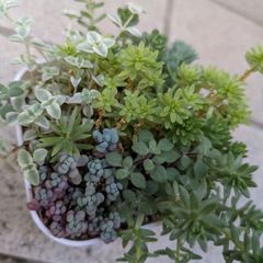 多肉植物 抜き苗 セダム寄せ植えセット 8×8 - メルカリ