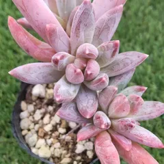 多肉植物 パキベリア ピンクピーチ レア♡①