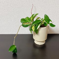 ホヤ