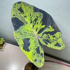 【希少】コロカシア モヒート 美株　colocasia mojito