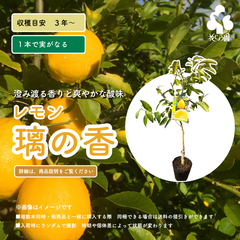 レモン・璃の香（りのか）果樹