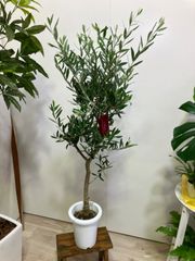 オリーブ・シプレッシーノ　７号　庭木　観葉植物　シンボルツリー　ガーデン　ガーデニング　インテリア　グリーン