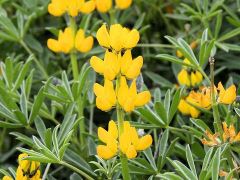 【花の種】ルピナス　黄色　寒咲黄花ルピナス　３０粒