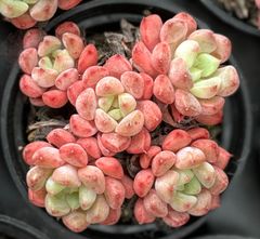 キュートバブル　小型群生　韓国苗　多肉植物