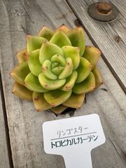 リンゴスター　トロピカルガーデン　多肉植物　エケベリア