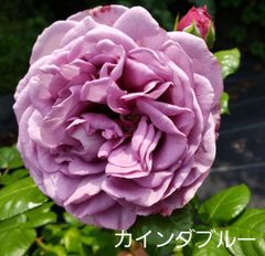 バラ苗 DAローズ ベアトリス - メルカリ