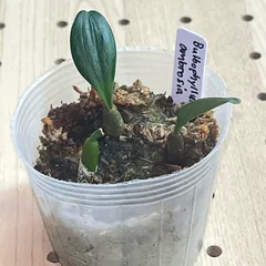バルボフィラム モニリフォルメ Bulbophyllum moniliforme 樹皮