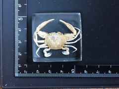 樹脂標本（ワタリガニ科）