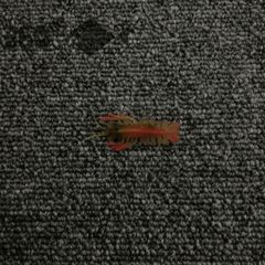 【神田釣具 360°】1566: used lure worm/@