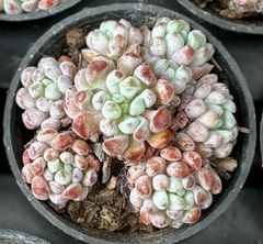 ルンデリー　群生根付き　エケベリア　韓国苗　多肉植物