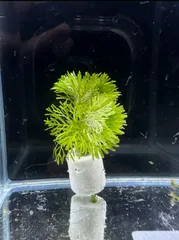 アンブリア 水草 アクアリウム  水中葉 テラリウム 水槽 レイアウトのサムネイル