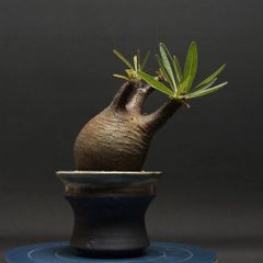 "Pachypodium Gracilius" パキポディウム グラキリス 管理2249