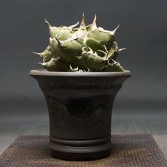 "Agave titanota" アガベ チタノタ【蟹】 管理2142