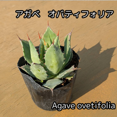 【抜き苗】アガベ　オバティフォリア？　Agave obatifolia