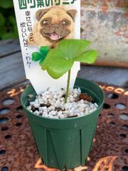 幸せを運ぶ♡四つ葉のザミア②