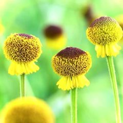 コロン～♡ヘレニウム苗　オータムロリポップ