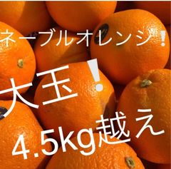 ネーブルオレンジ　4.5kg越え