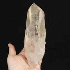 採掘量1%未満　幻の巨大ピンクレムリアンシード　ブルーエンジェルラダー　花付 採掘量1%未満 幻の巨大ピンクレムリアンシード ブルーエンジェルラダー