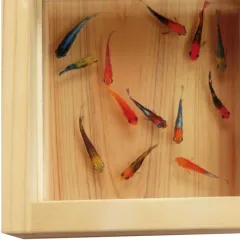新品未使用 金魚のアクリル画 0_bfd91d34965f8e392ddb5c7af051