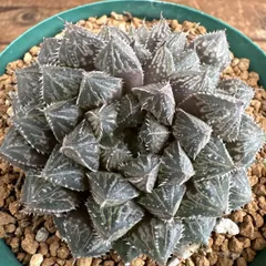ハオルチア　ミラーボール　現品　Haworthia 'Mirrorball' ハオルシア クリスタルプラント ジュエルプラント  現品 観葉植物 観葉 植物 多肉植物 多肉 カクタス インテリア プレゼント グリーン