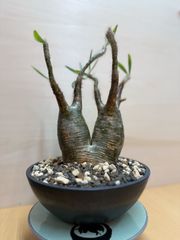 パキポディウム・グラキリス　二頭　現地球　発根済み【鉢のまま発送】