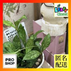 サボテン サボテン エスポストア 幻楽モンスト 3.5号(個体